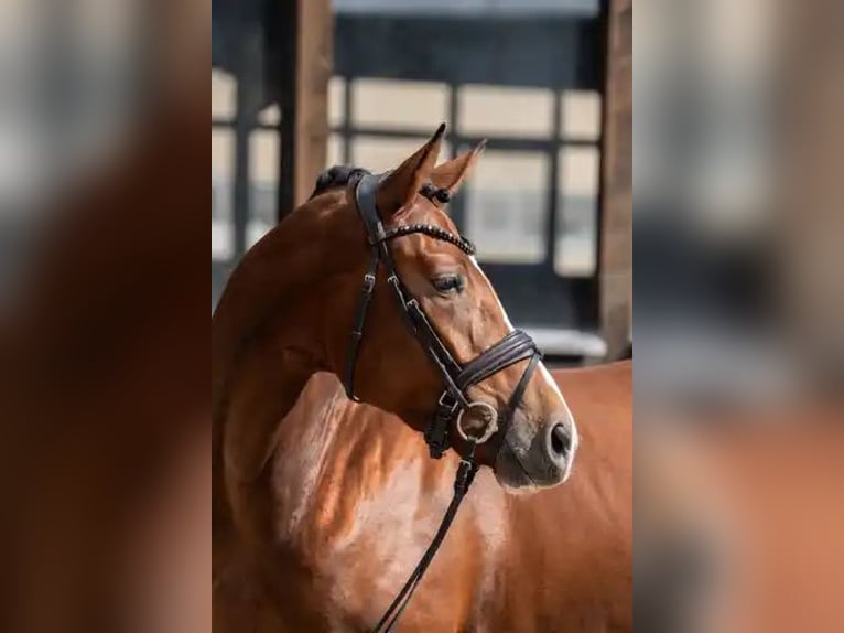Hanoverian Mare 3 years 16,1 hh Brown in Heidesheim am Rhein