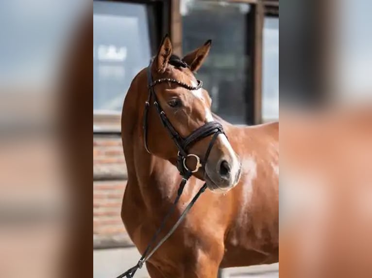 Hanoverian Mare 3 years 16,1 hh Brown in Heidesheim am Rhein