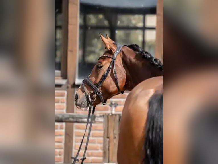Hanoverian Mare 3 years 16,1 hh Brown in Heidesheim am Rhein