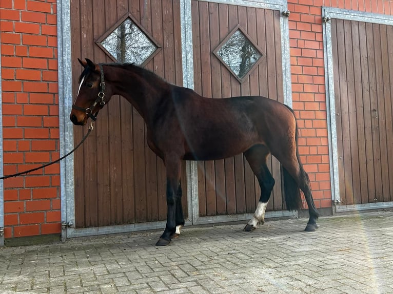 Hanoverian Mare 3 years 16,1 hh Brown in Hoyerhagen