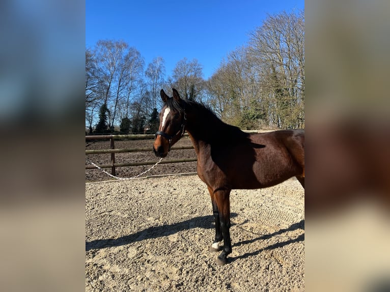 Hanoverian Mare 3 years 16,1 hh Brown in Hoyerhagen
