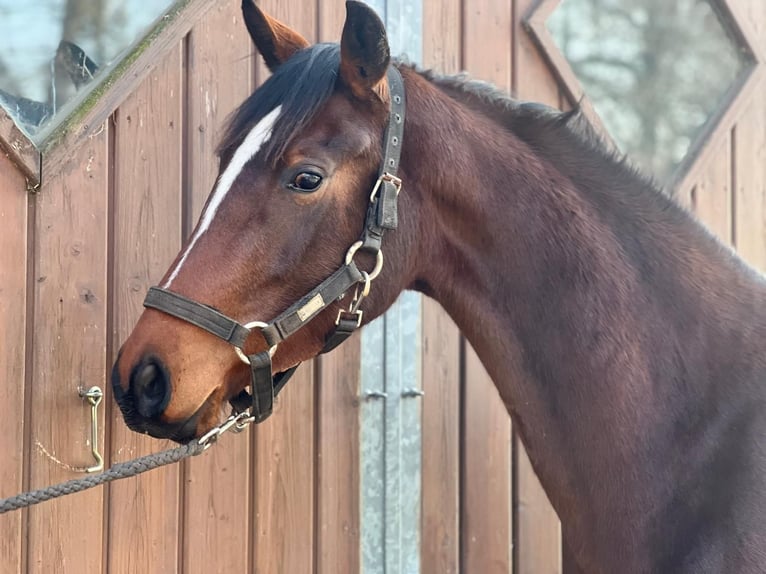Hanoverian Mare 3 years 16,1 hh Brown in Hoyerhagen