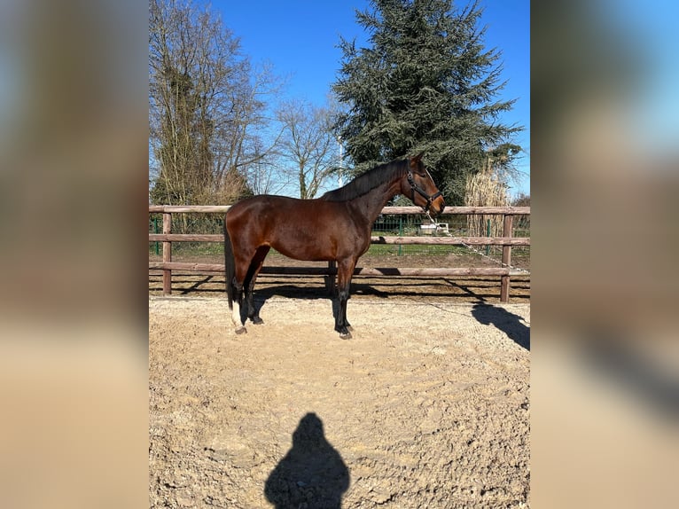 Hanoverian Mare 3 years 16,1 hh Brown in Hoyerhagen