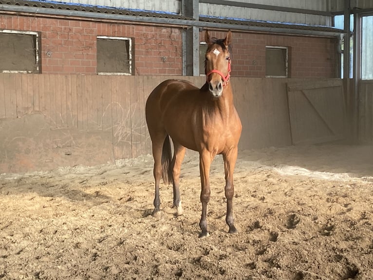Hanoverian Mare 3 years 16,1 hh Brown in Visbek