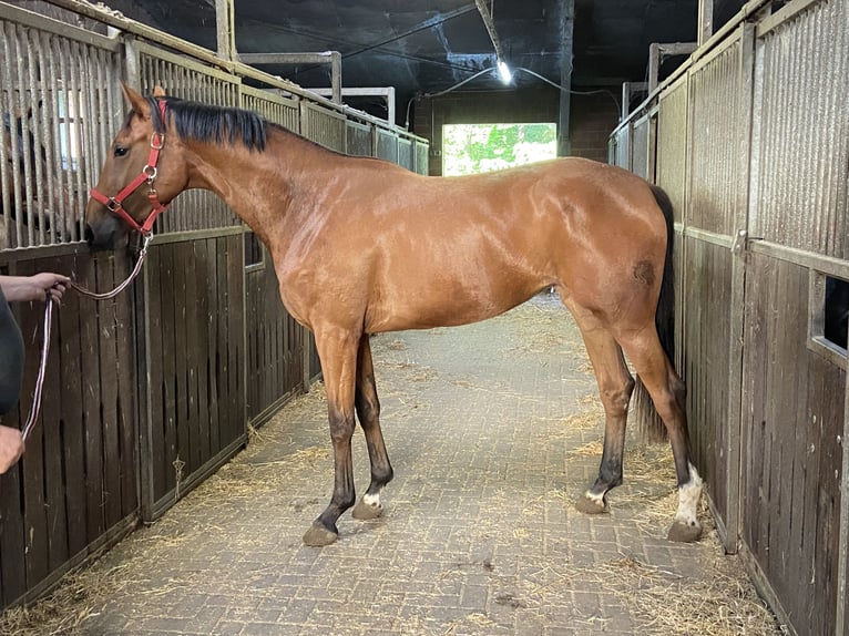 Hanoverian Mare 3 years 16,1 hh Brown in Visbek