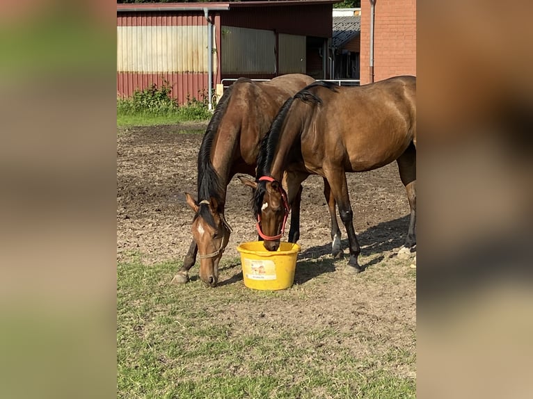 Hanoverian Mare 3 years 16,1 hh Brown in Visbek