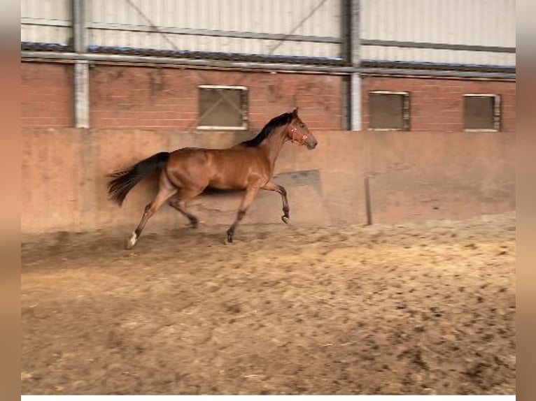 Hanoverian Mare 3 years 16,1 hh Brown in Visbek