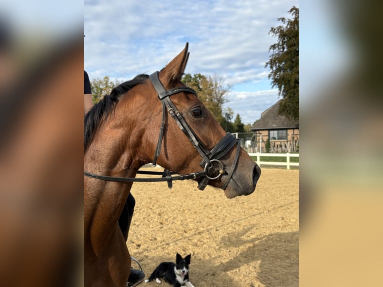 Hanoverian Mare 3 years 16,1 hh Brown in Bremerv&#xF6;rde