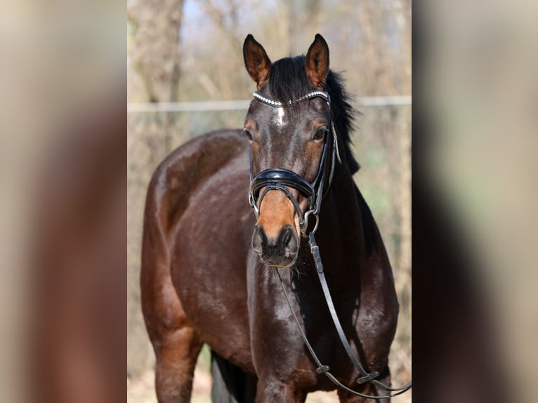 Hanoverian Mare 3 years 16,1 hh Brown in Kutenholz