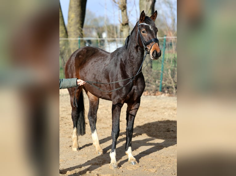 Hanoverian Mare 3 years 16,1 hh Brown in Kutenholz