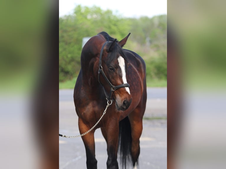 Hanoverian Mare 3 years 16,1 hh Brown in Getreidegasse 11