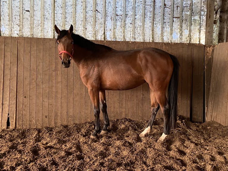 Hanoverian Mare 3 years 16,1 hh Brown in Visbek