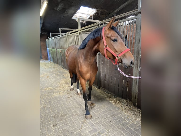 Hanoverian Mare 3 years 16,1 hh Brown in Visbek