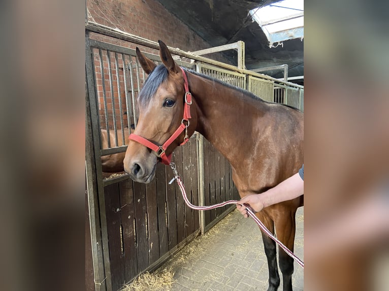 Hanoverian Mare 3 years 16,1 hh Brown in Visbek