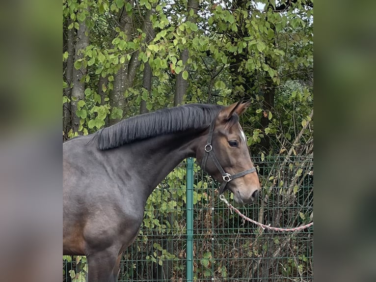 Hanoverian Mare 3 years 16,1 hh Brown in Verl