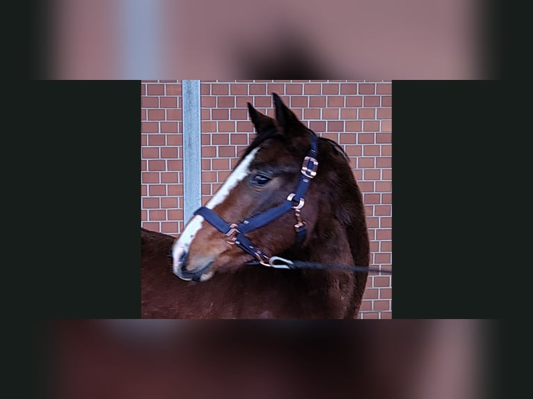 Hanoverian Mare 3 years 16,1 hh Brown in Willich