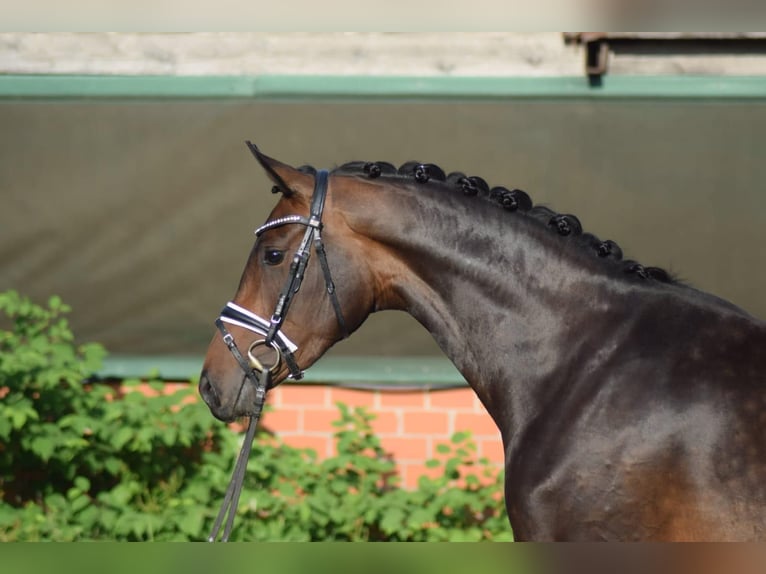Hanoverian Mare 3 years 16,1 hh Brown in Nienhagen