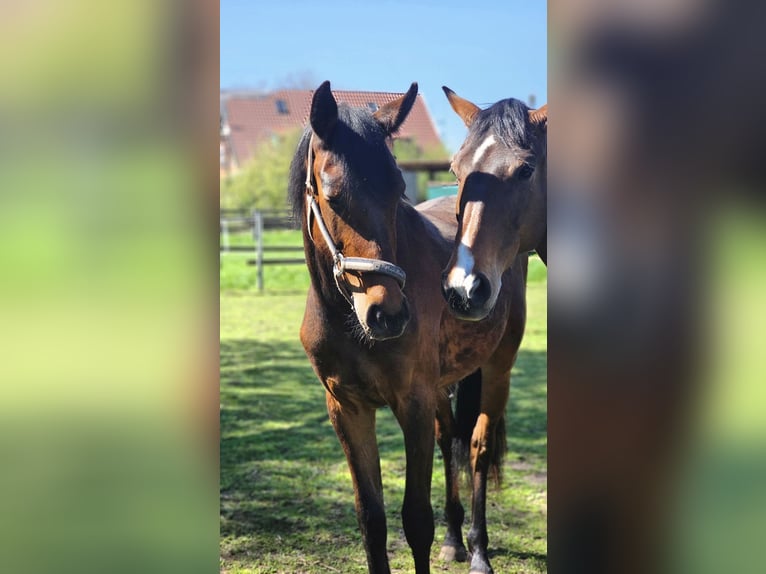 Hanoverian Mare 3 years 16,1 hh Brown in Oebisfelde