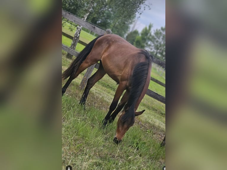 Hanoverian Mare 3 years 16,1 hh Brown in Oebisfelde