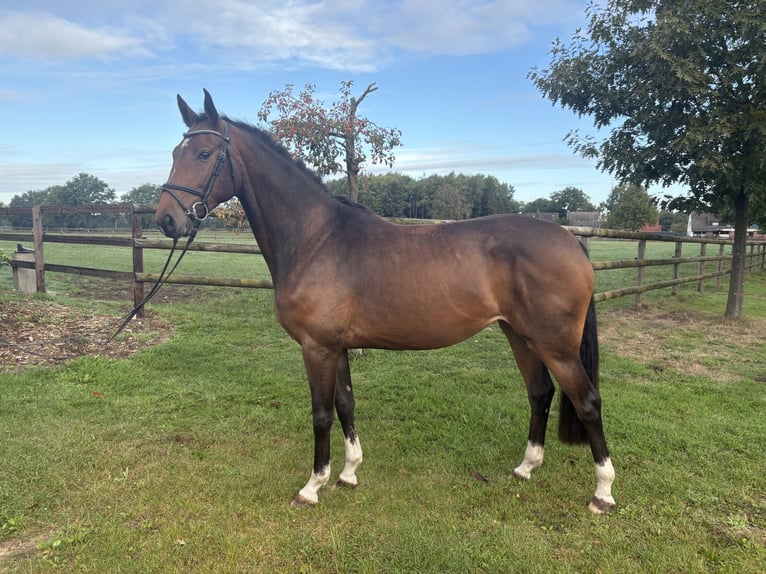 Hanoverian Mare 3 years 16,1 hh Brown in Oyten