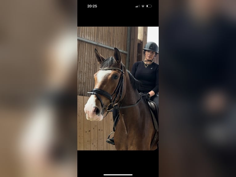 Hanoverian Mare 3 years 16,1 hh Brown in Hannoversch M&#xFC;nden