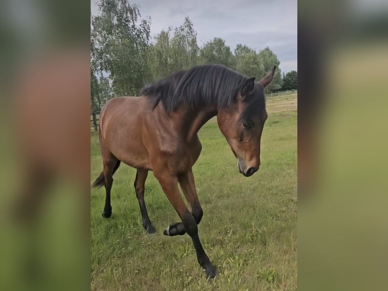 Hanoverian Mare 3 years 16,1 hh Brown in Oebisfelde