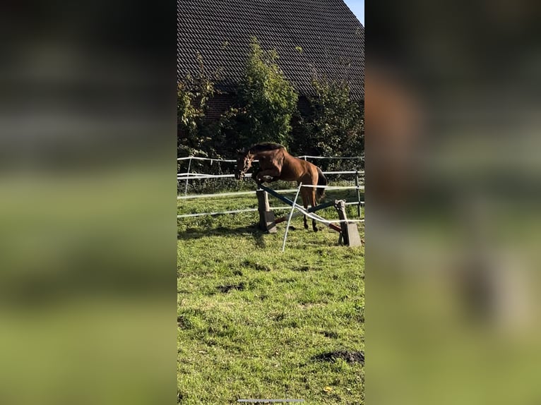 Hanoverian Mare 3 years 16,1 hh Brown in Leezen
