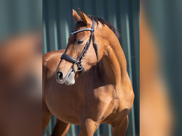 Hanoverian Mare 3 years 16,1 hh Brown in Leezen