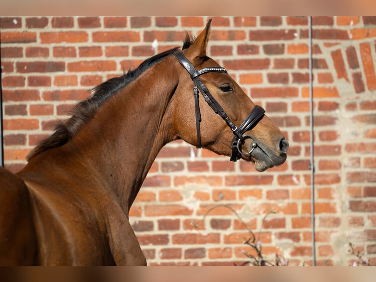Hanoverian Mare 3 years 16,1 hh Brown in Leezen