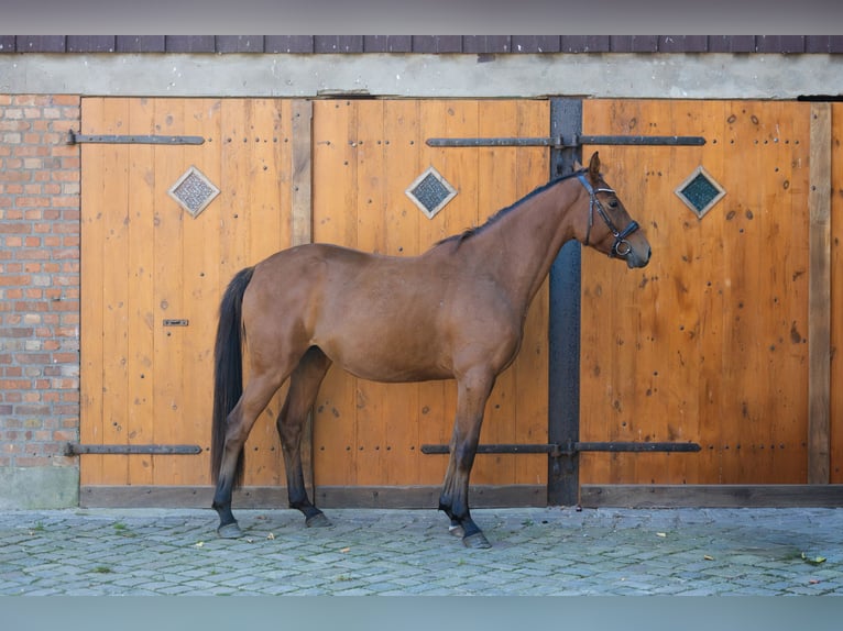 Hanoverian Mare 3 years 16,1 hh Brown in Leezen