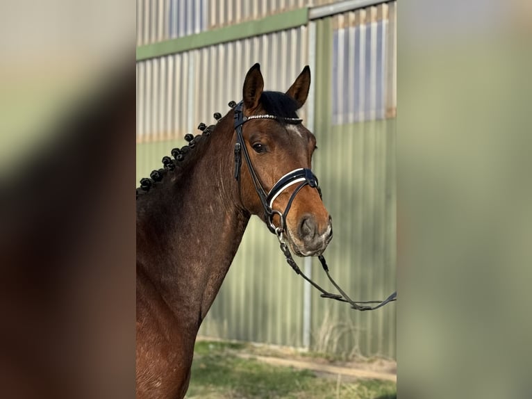 Hanoverian Mare 3 years 16,1 hh Brown in Deinstedt