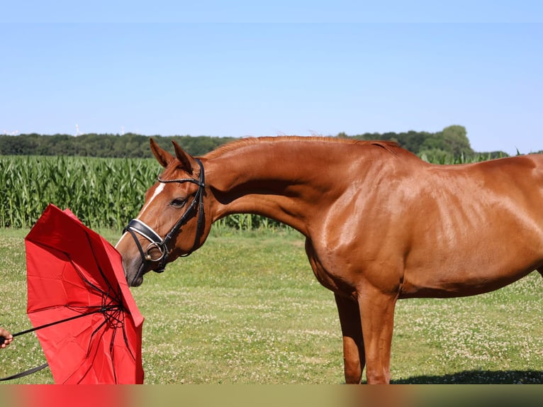 Hanoverian Mare 3 years 16,1 hh Chestnut-Red in Haftenkamp