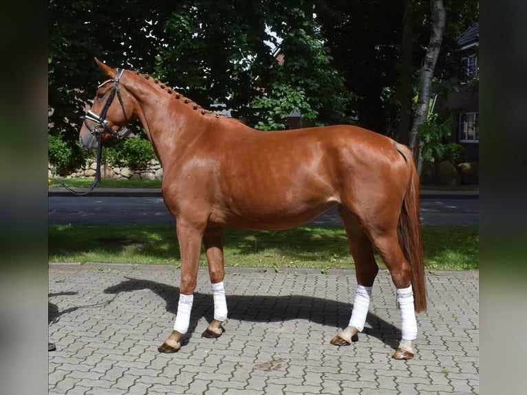 Hanoverian Mare 3 years 16,1 hh Chestnut-Red in Fredenbeck