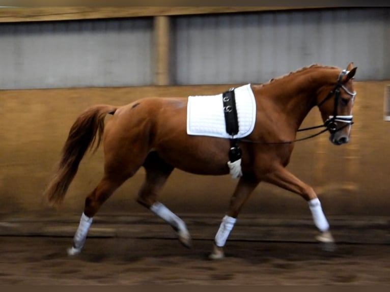 Hanoverian Mare 3 years 16,1 hh Chestnut-Red in Fredenbeck