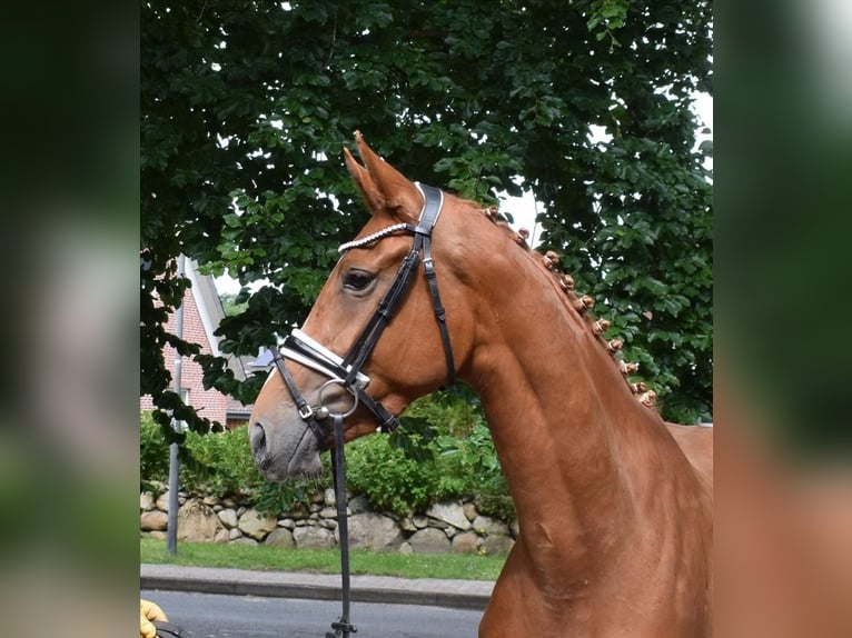 Hanoverian Mare 3 years 16,1 hh Chestnut-Red in Fredenbeck