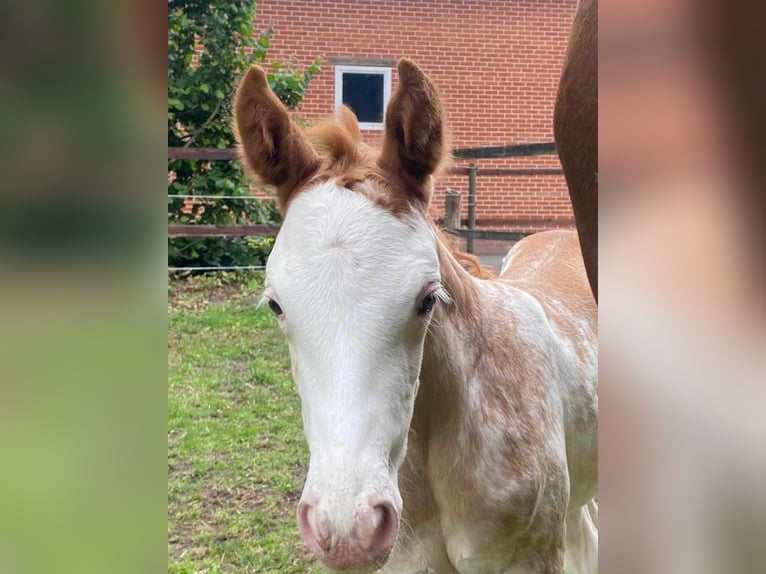 Hanoverian Mare 3 years 16,1 hh in Hamersen