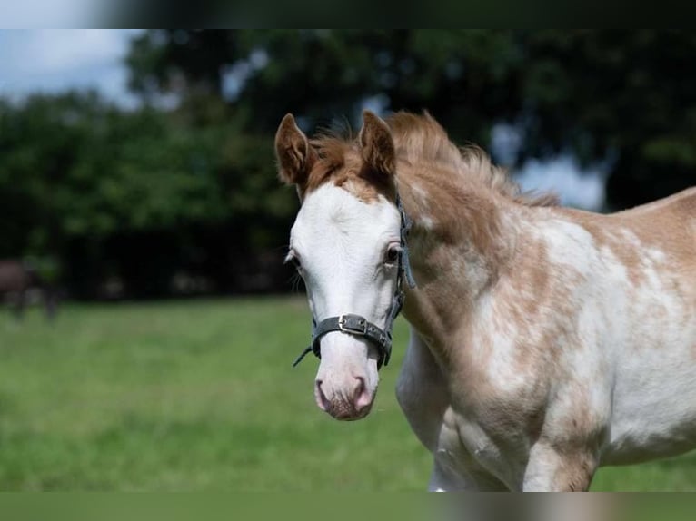 Hanoverian Mare 3 years 16,1 hh in Hamersen