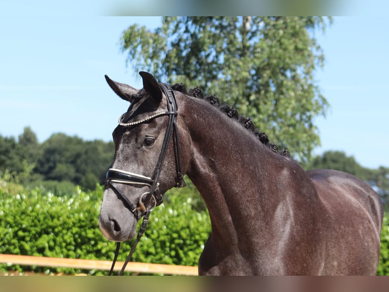Hanoverian Mare 3 years 16,1 hh Gray in Ree&#xDF;um