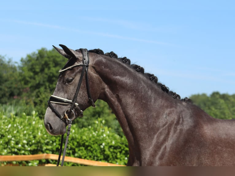 Hanoverian Mare 3 years 16,1 hh Gray in Ree&#xDF;um