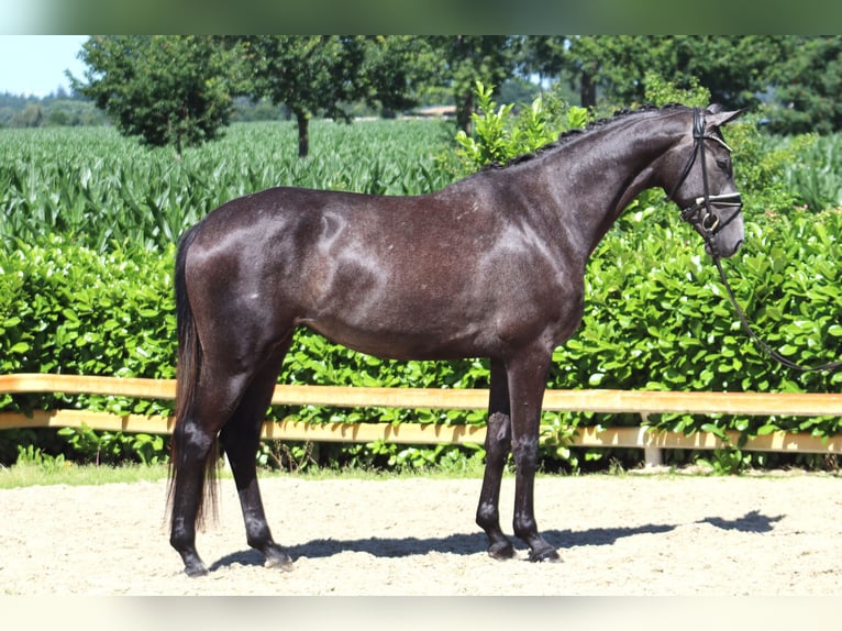 Hanoverian Mare 3 years 16,1 hh Gray in Ree&#xDF;um