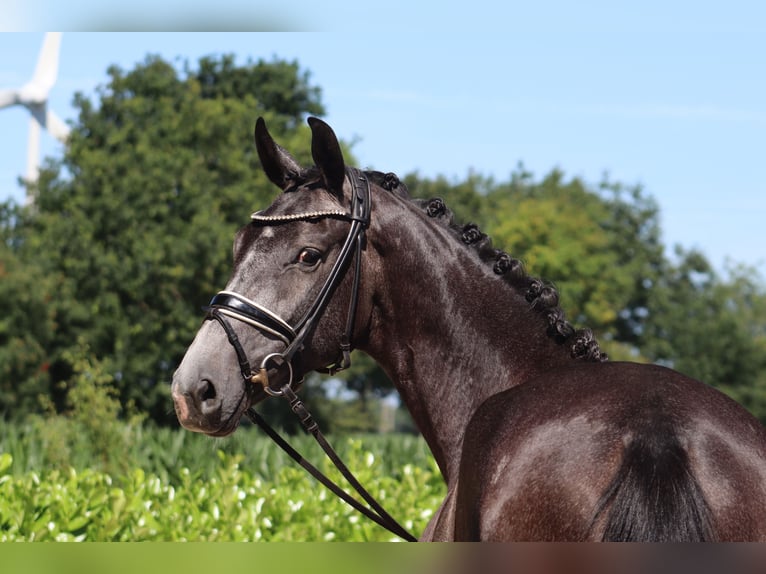 Hanoverian Mare 3 years 16,1 hh Gray in Ree&#xDF;um
