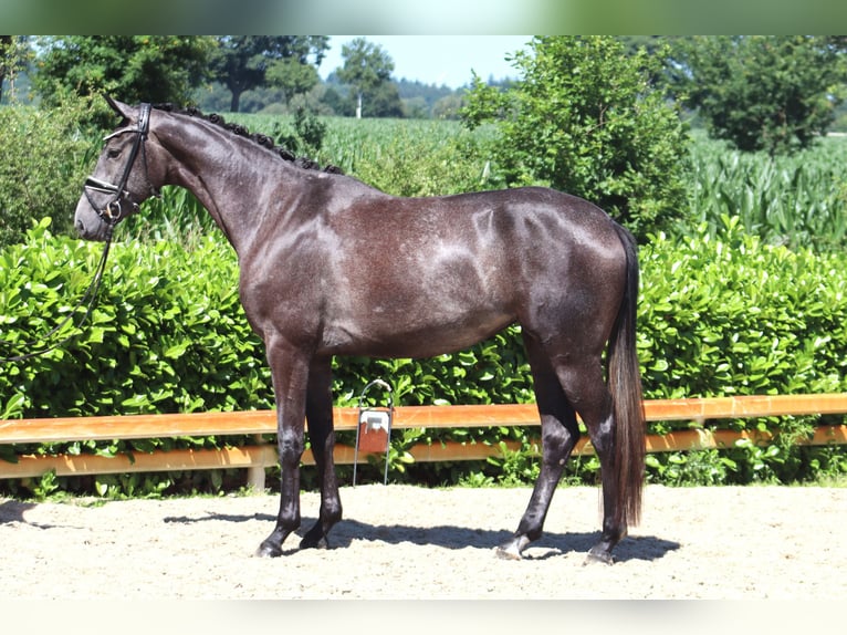 Hanoverian Mare 3 years 16,1 hh Gray in Ree&#xDF;um