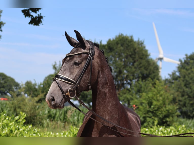 Hanoverian Mare 3 years 16,1 hh Gray in Ree&#xDF;um