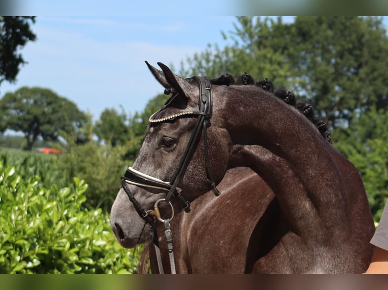 Hanoverian Mare 3 years 16,1 hh Gray in Ree&#xDF;um
