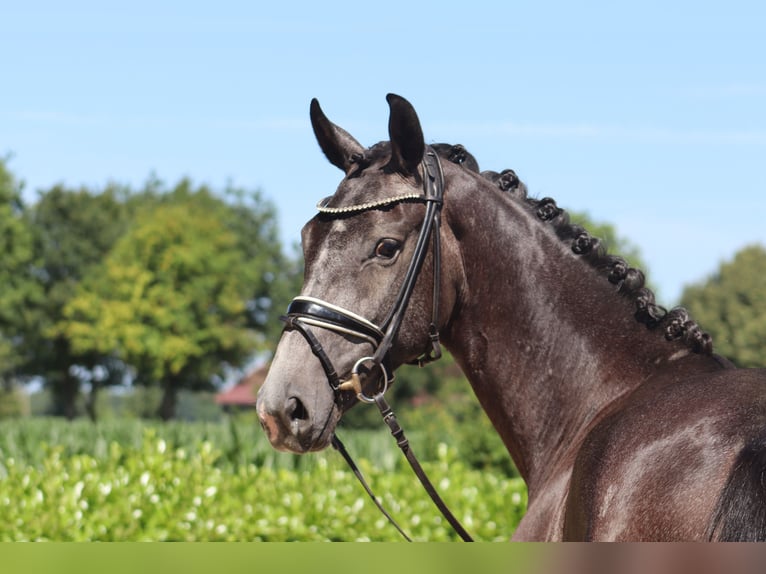 Hanoverian Mare 3 years 16,1 hh Gray in Ree&#xDF;um