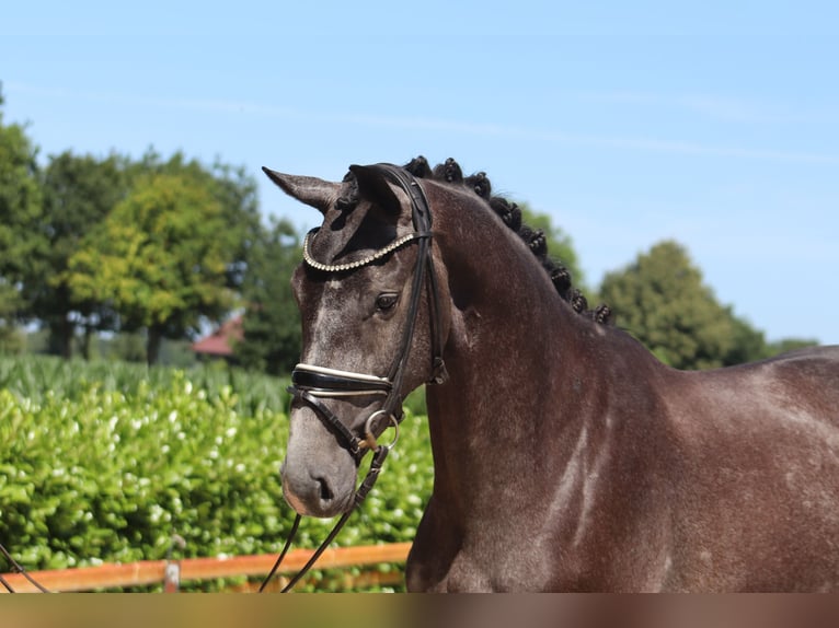 Hanoverian Mare 3 years 16,1 hh Gray in Ree&#xDF;um