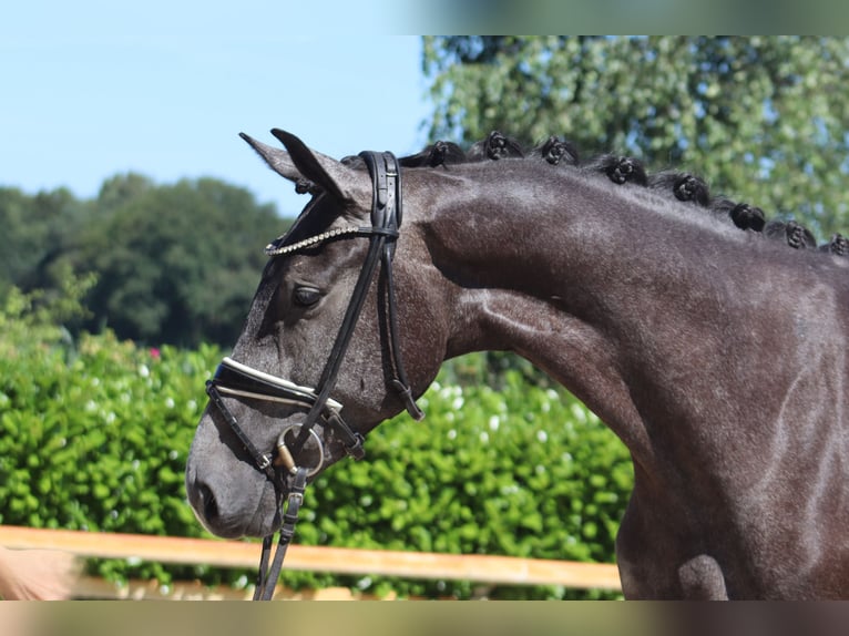 Hanoverian Mare 3 years 16,1 hh Gray in Ree&#xDF;um
