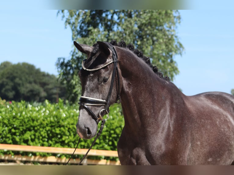 Hanoverian Mare 3 years 16,1 hh Gray in Ree&#xDF;um