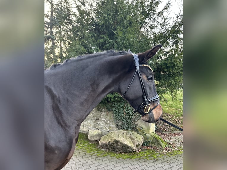 Hanoverian Mare 3 years 16,1 hh Smoky-Black in Bielefeld