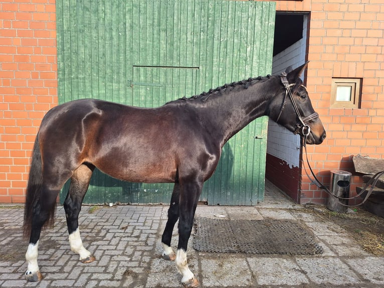 Hanoverian Mare 3 years 16,1 hh Smoky-Black in Rehburg-Loccum Münchehagen